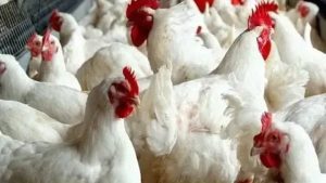 أسعار الدواجن والبيض واللحوم بالأسواق اليوم