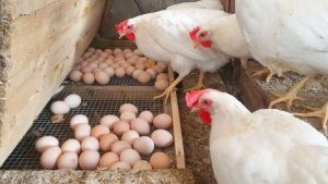 استقرار أسعار اللحوم والدواجن والبيض في الأسواق اليوم