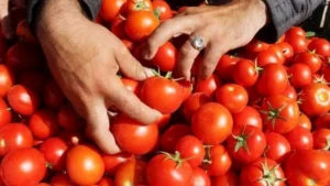 الطماطم بـ 12.9 جنيه والبطاطس بـ  14.6 اليوم بالأسواق