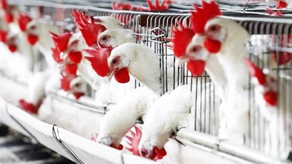 ارتفاع طفيف بأسعار الدواجن وانخفاض البيض واستقرار اللحوم اليوم بالأسواق