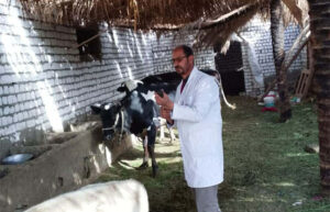 محافظ المنيا: تحصين 63 ألفًا و977 رأس ماشية ضمن حملة مواجهة الأمراض الوبائية