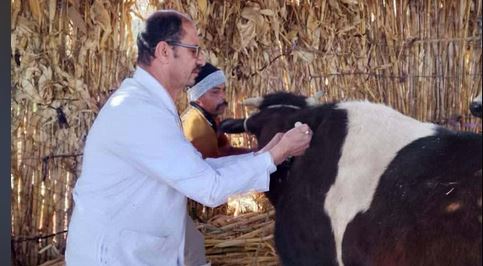 بيطري المنيا: تحصين 102 ألفًا و386 رأس ماشية ضد الحمى القلاعية