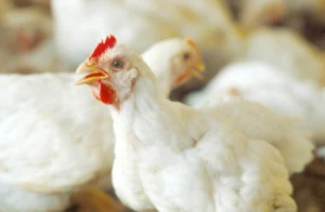 تراجع طفيف في أسعار الدواجن والبيض واستقرار اللحوم اليوم بالأسواق