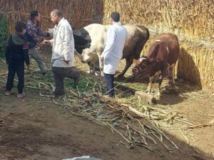 محافظ المنيا يعلن تحصين 86 ألفًا و303 رؤوس ماشية