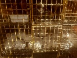 ارتفاع أسعار الدواجن والبيض داخل أسواق رياض اليوم الأحد بأسيوط