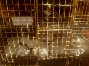 ارتفاع أسعار الدواجن والبيض داخل أسواق رياض اليوم الأحد بأسيوط