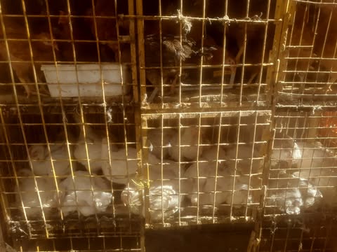 ارتفاع أسعار الدواجن والبيض داخل أسواق رياض اليوم الأحد بأسيوط