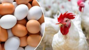 ارتفاع أسعار الدواجن واستقرار البيض واللحوم اليوم بالأسواق