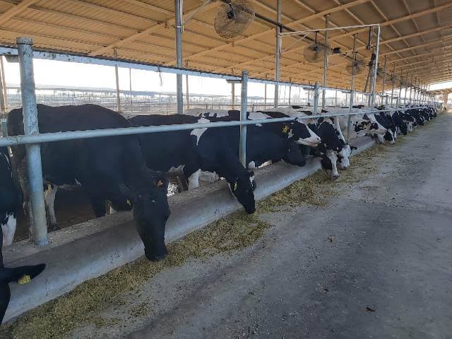 الزراعة: تكثف تحصين الماشية ضد الحمى القلاعية وحمى الوادي المتصدع