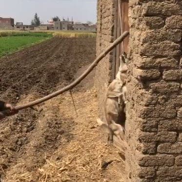 كشف ملابسات فيديو “تعذيب كلب حتى الموت” بسوهاج و الأمن يضبط المتهمين