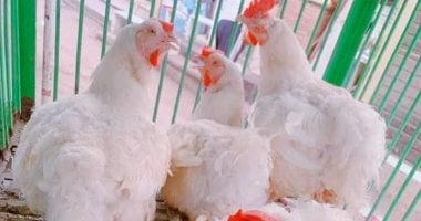 أسعار الدواجن تقفز إلى 120 جنيها في الأسواق غداً الأربعاء