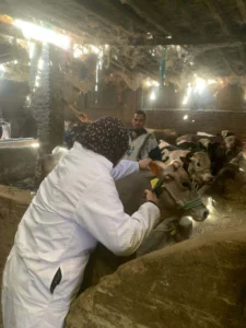 الجيزة تبدأ الحملة القومية لتحصين الثروة الحيوانية ضد الجلد العقدي وجدري الضأن