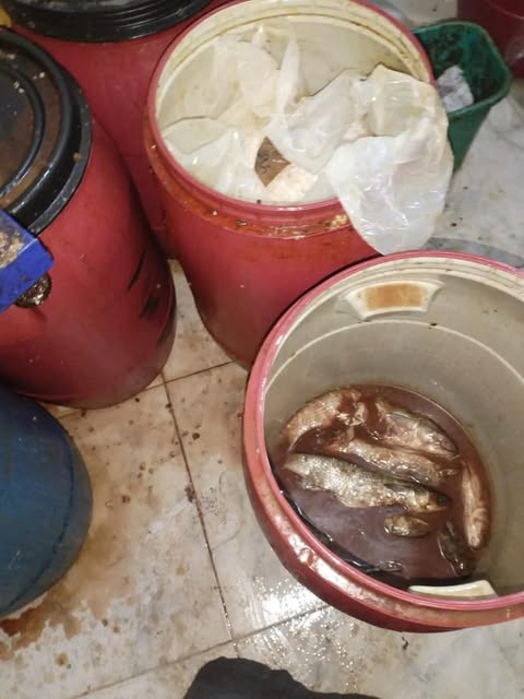 ضبط طن أسماك مملحة فاسدة ولحوم غير صالحة خلال حملات رقابية مكثفة بمراكز المنيا