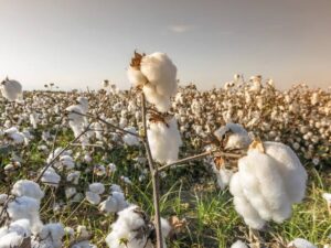 “الزراعة” تتابع التجهيز المبكر لتقاوي القطن للموسم الجديد