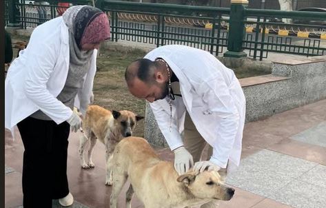 بيطري المنيا يواصل تنفيذ الحملة القومية لمكافحة السعار