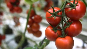 شعبة الخضروات: طرح كيلو الطماطم بـ  21.5 جنيه في المجمعات الاستهلاكية