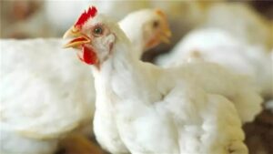 أسعار الدواجن والبيض واللحوم اليوم بالأسواق