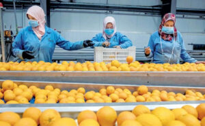 وزير الزراعة يُعلن فتح السوق البنمي أمام 4 منتجات زراعية مصرية