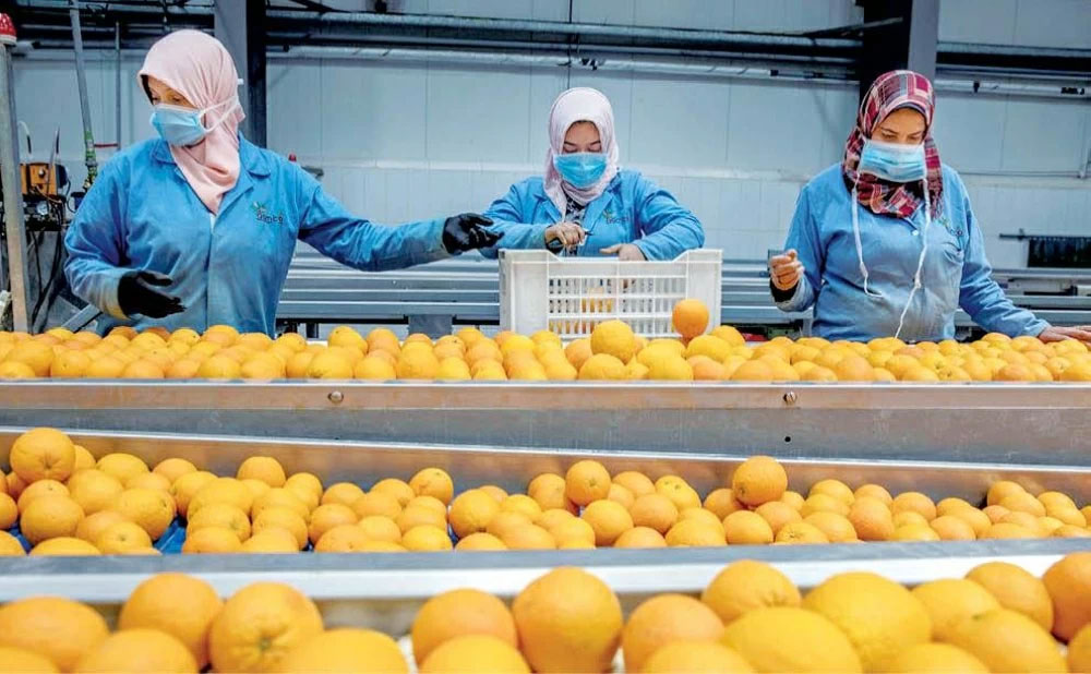 وزير الزراعة يُعلن فتح السوق البنمي أمام 4 منتجات زراعية مصرية