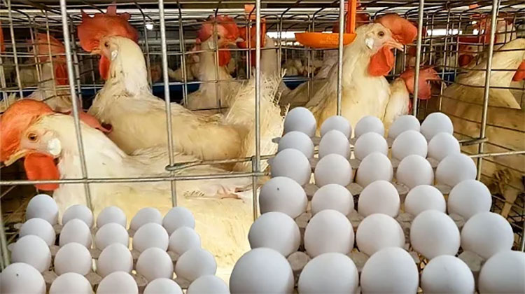 استقرار أسعار الدواجن والبيض واللحوم اليوم بالأسواق