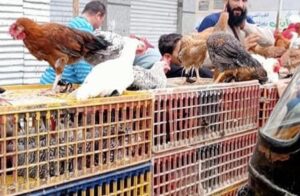 استقرار أسعار الدواجن والبيض واللحوم اليوم بالأسواق