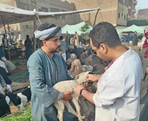 الجيزة: تحصين أكثر من 176 ألف رأس ماشية ضد الجلد العقدي