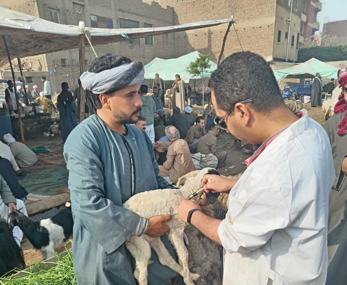 الجيزة: تحصين أكثر من 176 ألف رأس ماشية ضد الجلد العقدي