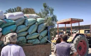 توريد 7191 طن قمح حتى الآن وتيسيرات شاملة لدعم المزارعين بأسيوط