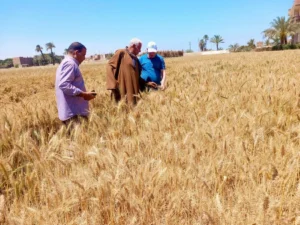 تحذير حكومي يثير قلق المزارعين.. ما قصة رطوبة القمح؟