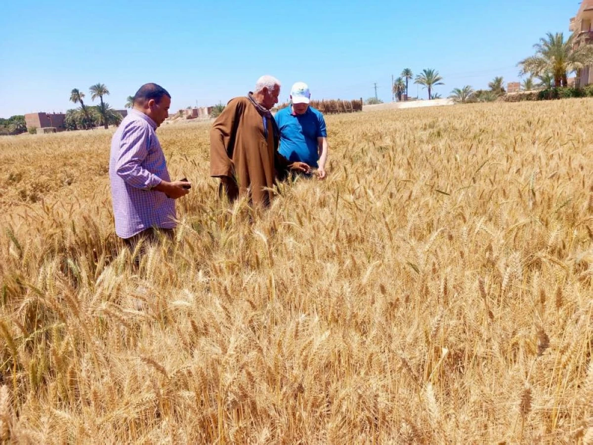 تحذير حكومي يثير قلق المزارعين.. ما قصة رطوبة القمح؟