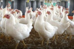 أسعار الدواجن والبيض واللحوم اليوم بالأسواق