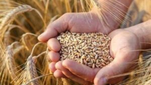 2500 جنيه للإردب ..الزراعة تعلن الاستعدادات النهائية لحصاد القمح