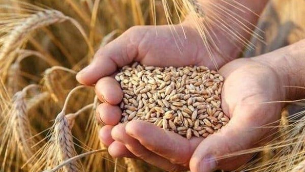 2500 جنيه للإردب ..الزراعة تعلن الاستعدادات النهائية لحصاد القمح