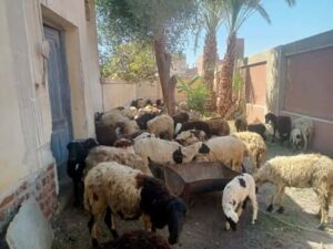 تسليم 132 رأس أغنام وماعز لـ61 أسرة بالقوصية في أسيوط