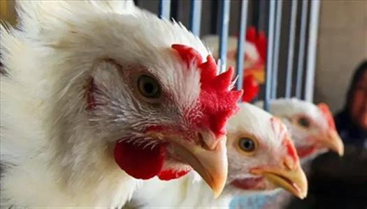 انخفاض أسعار الدواجن واستقرار البيض واللحوم اليوم بالأسواق