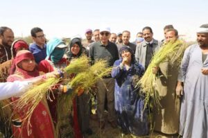 الذهب الأخضر لأول مرة في المنيا.. والمحافظ يشهد حصاد 600 فدان كتان بأبوقرقاص