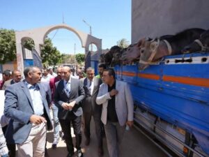 تسليم 28 رأس ماشية للأسر الأولى بالرعاية بمركز البداري ضمن مشروع “البيوجاز” بأسيوط