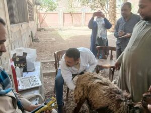 توزيع 408 رأس أغنام على الأسر المستحقة بالقوصية والفتح ومنفلوط بأسيوط