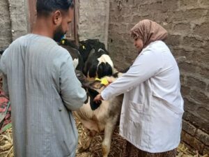 تحصين أكثر من 32 ألف رأس ماشية للحملة القومية ضد الجلد العقدي بأسيوط