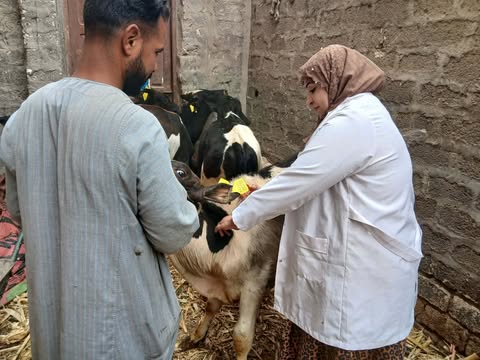 تحصين أكثر من 32 ألف رأس ماشية للحملة القومية ضد الجلد العقدي بأسيوط