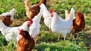 ارتفاع أسعار الدواجن والبيض واللحوم اليوم بالأسواق