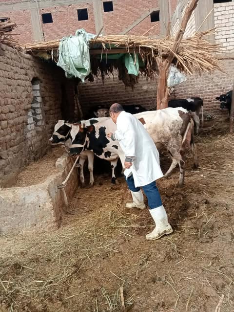 تحصين أكثر من 113 ألف رأس ماشية لتعزيز الأمن الغذائي وحماية الثروة الحيوانية بأسيوط