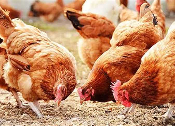 تراجع أسعار اللحوم والدواجن والبيض اليوم السبت في الأسواق المصرية