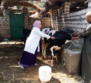 الجيزة تحصن 170 ألف رأس ماشية ضمن الحملة القومية لمكافحة الحمى القلاعية