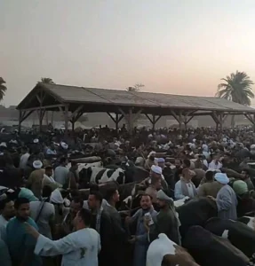 «البورصجية» ترصد استعدادات أضخم أسواق الماشية لبيع الأضاحي في أسيوط