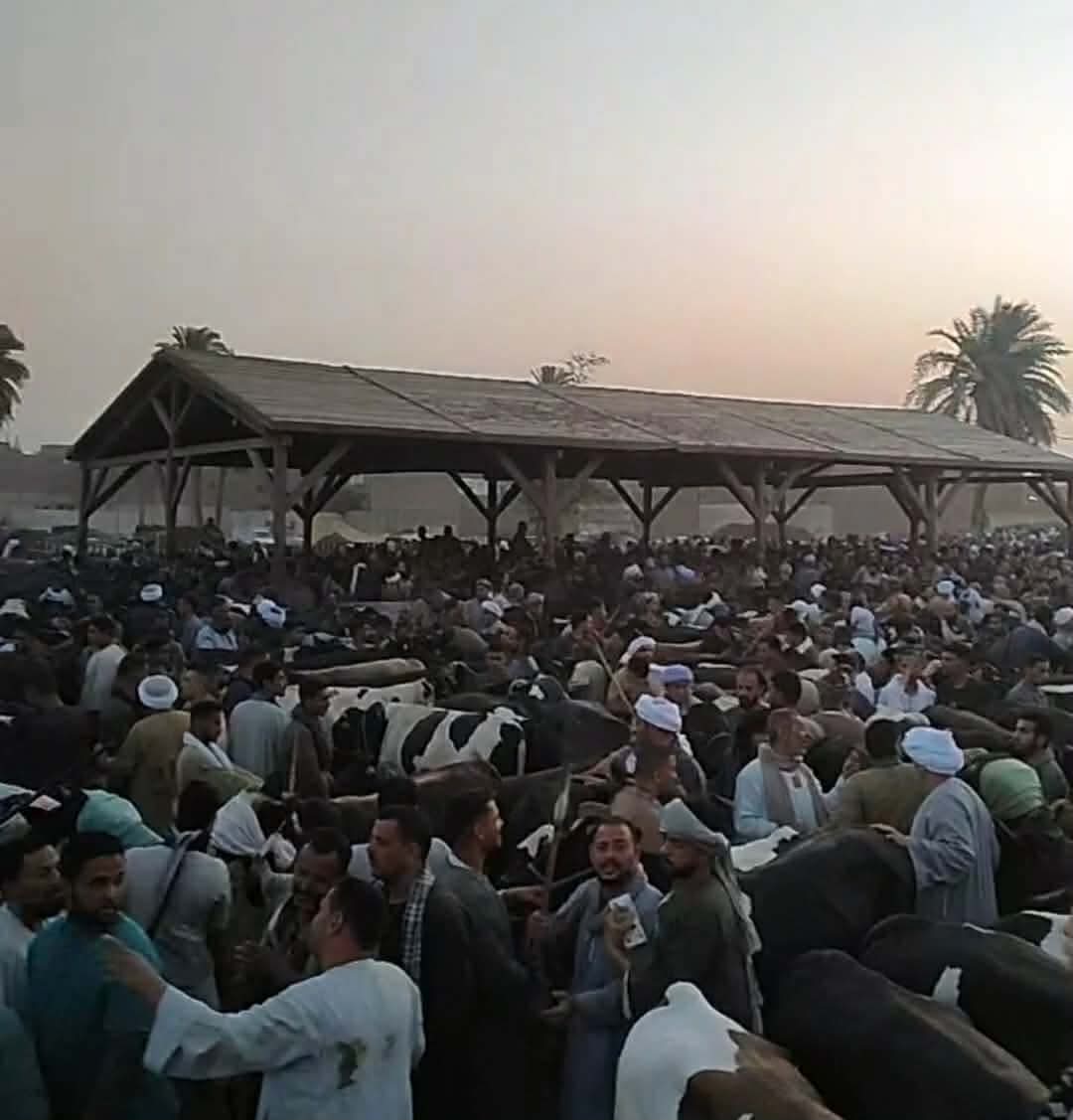 «البورصجية» ترصد استعدادات أضخم أسواق الماشية لبيع الأضاحي في أسيوط