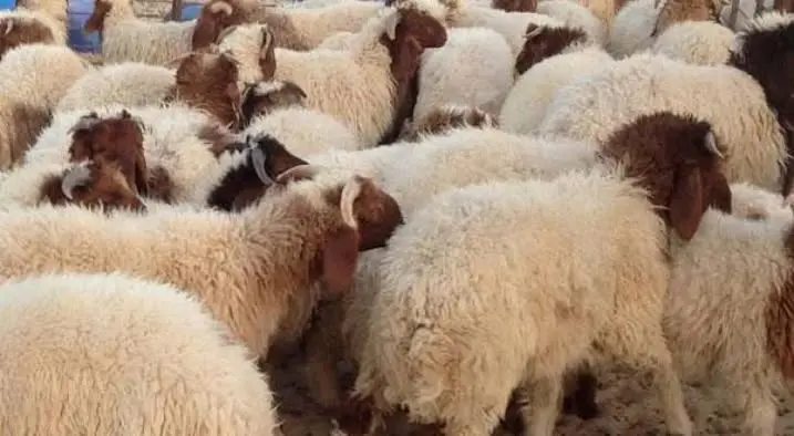 شرعًا.. متى ينتهي وقت ذبح الأضحية؟ وهل يجوز تأخير التوزيع؟