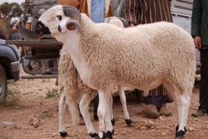 تحت ضغط الغلاء.. هل يجوز زيادة المشاركين في الأضحية لأكثر من 7 أفراد؟