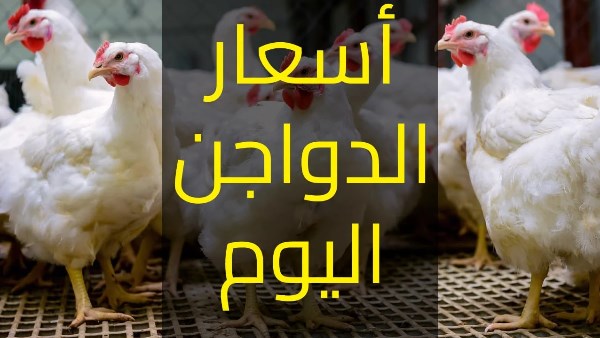 تراجع أسعار الدواجن والبيض واللحوم اليوم بالأسواق