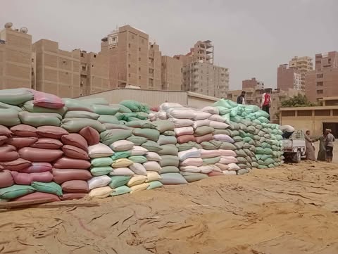أسيوط تواصل موسم القمح بقوة.. حصاد 45 ألف فدان وتوريد أكثر من 53 ألف طن للصوامع والشون